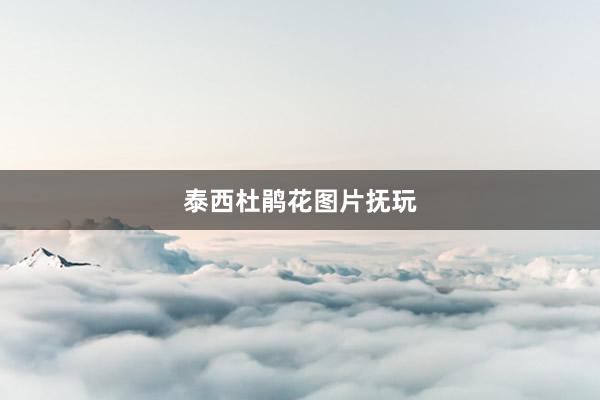 泰西杜鹃花图片抚玩